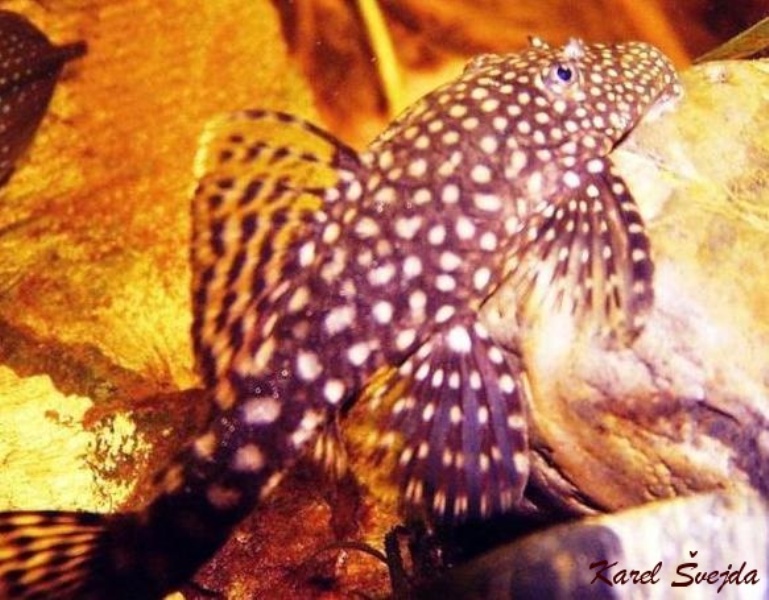 ancistrus