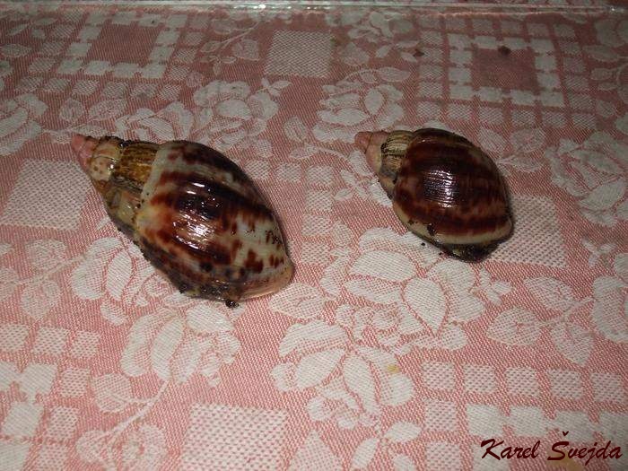 DSCF5776_1