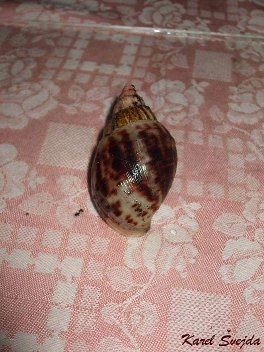 DSCF5781_1