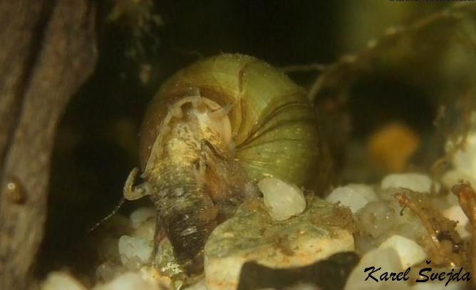 melanoides_tuberculata